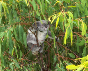 ‘Largest and longest’ vaccine success for koala health