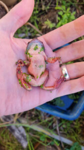 Mass frog deaths in South East Queensland