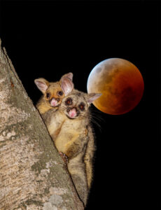 Legends of the blood moon