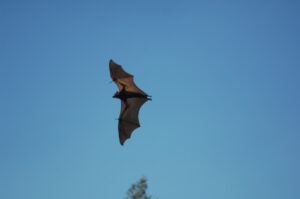 Second Lyssavirus infected bat found in Ipswich