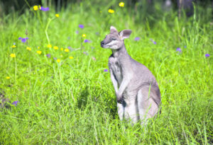 Grants will support community action in Queensland national parks