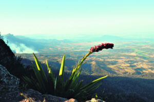 One of the South East’s most spectacular wildflowers could be set to burst into life