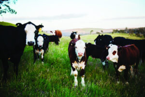 Cattle prices keep on rising, southern regions set to ‘ramp up demand’