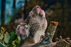 Carbon Credits and the native animal misstep