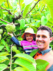 Fabulous but finicky, custard apples keep orchardists on the go