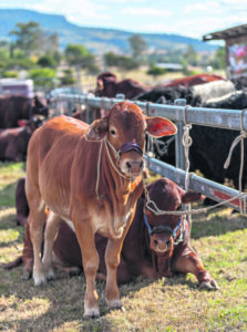 Cattle prices on a downward spiral