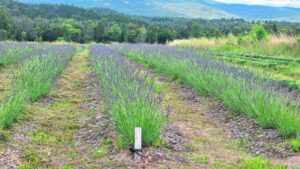 Farming family’s resilience pays off with ‘shrub’