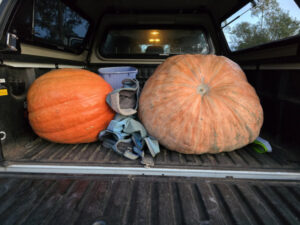 Novice cattle pumpkin grower meets the challenge