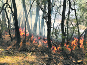 Editorial: Hindsight and the Boy Scouts