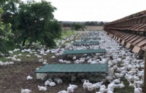 Australia’s chicken obsession