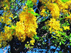 Our Wild Garden – Cascades of yellow