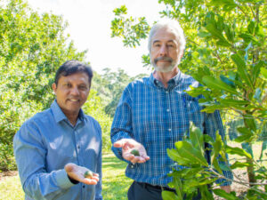 Popular nut focus of new breeding program