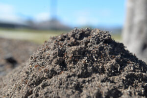 Authorities maintain fire ant eradication ‘promising’ despite fresh discoveries