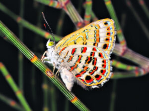 The ‘daggy’ Darling Downs forest that host Australia’s most threatened butterflies