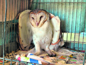 Commitment to wildlife care brings heartache and joy