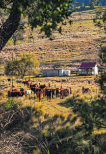 Snapshot gives insight into agricultural industries