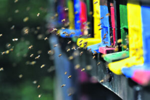 Sweet news for beekeepers if 20 year extension granted for National park sites