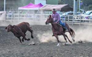 Campdrafting follows the boom in equestrian sports