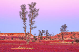 The Beauty of Life – Golf Birds