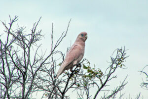 A pair of ‘flamingos’ in a flock of corellas