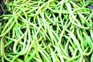 Green beans go unpicked as bumper crop of ‘excellent quality’ floods market