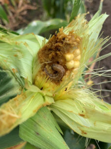 Worms’ forward march has growers on edge