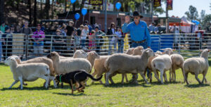 Working dogs back in action at show