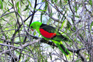 The Beauty of Life – Red Feathered Friends