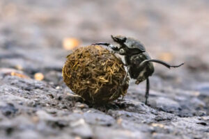 Food and flies fixed by busy beetles