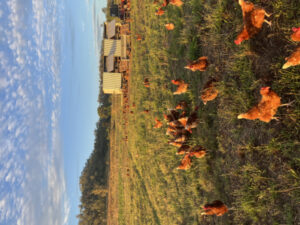 Understanding chicken cluck breakthrough