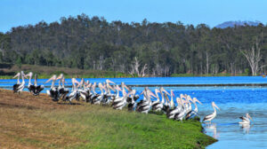 Scooping a squadron of pelicans