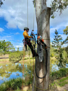 Hollows for housing, help for native species