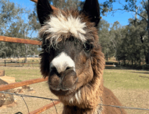 Alpaca dream opens farm to the public