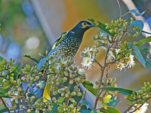 An ‘avalanche’ of manmade threats: two thirds of Australia has lost unique wildlife
