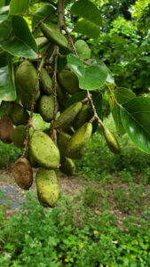 Japanese look to Queensland for sustainable biofuels