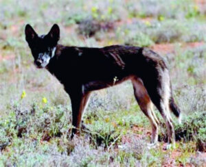 National feral animal co-ordinators granted more time to achieve goals