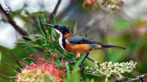 Some of the honey eaters you may see in your backyard