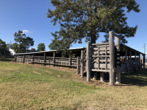 Plans yet to be finalised for Saleyards