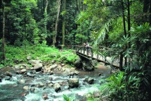 Gold Coast hinterland cableway plans divides MPs, council and community
