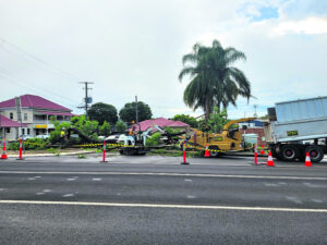 Storm damage an end note for Boonah jacaranda