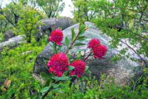 Wetlands to Rainforest in the Gibraltar Ranges: Views from beyond closed borders