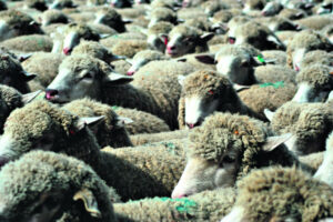 National sheep flock headed for 70 million by year end