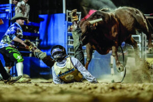 Adrenaline hit as bull riders’ dice with death