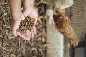 Farming flies not as farfetched as it seems