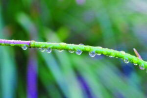 The Beauty of Life – The Raindrop’s Dirty Heart