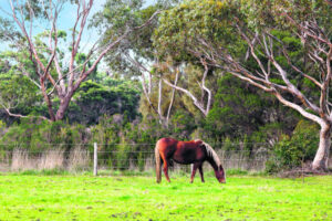 Are horse prices the new cattle prices?