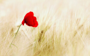 Anzac Day planning for Boonah RSL will involve parades