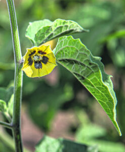 A lifestyle crop or a crop with future potential?