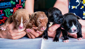 Animal welfare laws to be reviewed for the first time in 20 years