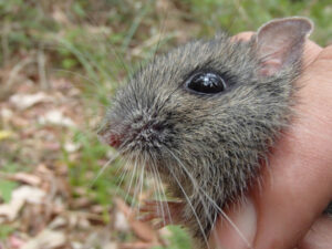 Endangered mouse with ‘Roman nose’ finds unlikely ally